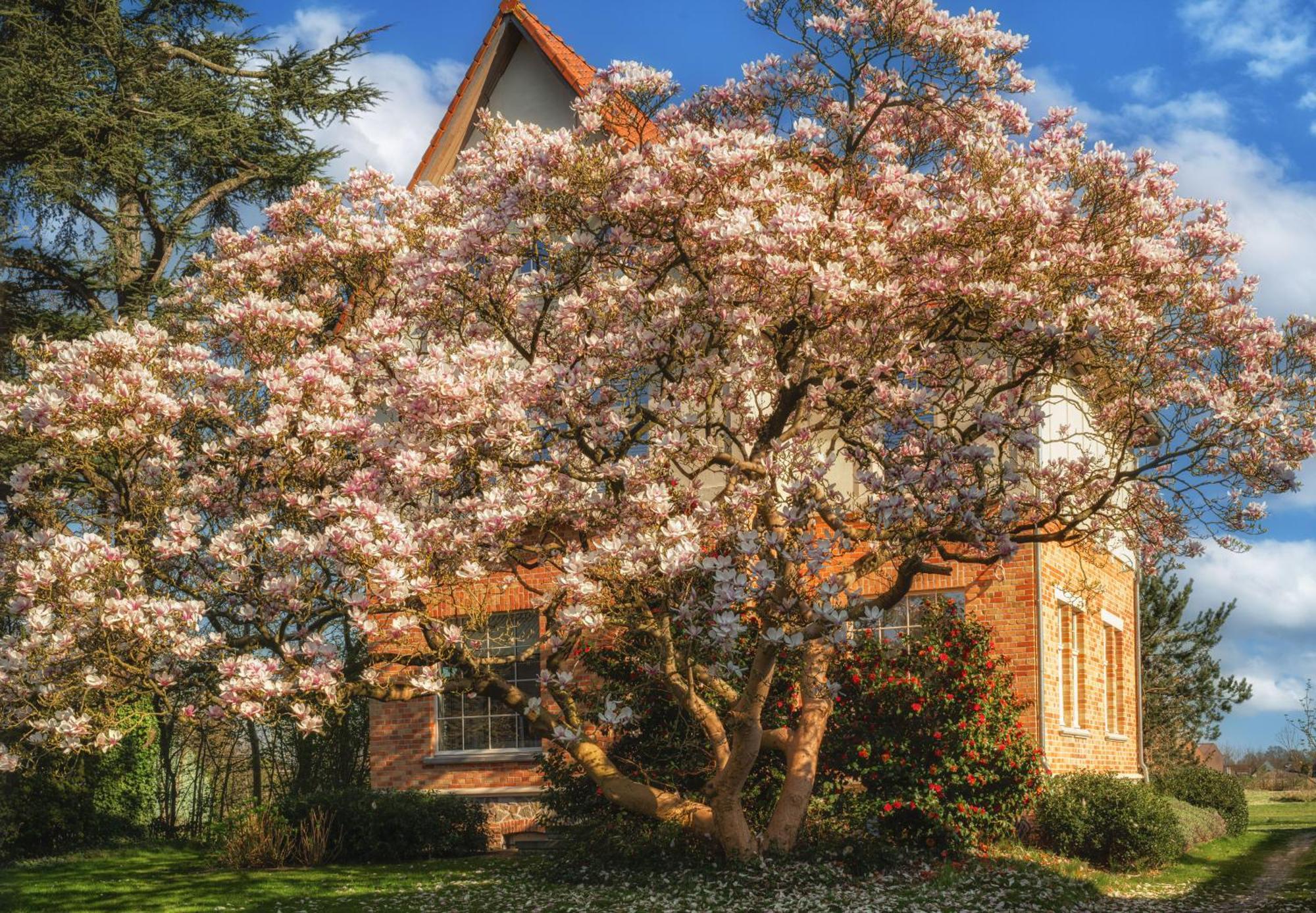 Villa Magnolia B&B Oostkamp Buitenkant foto